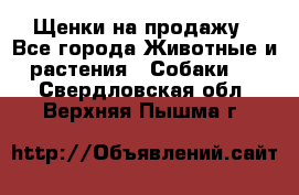 Щенки на продажу - Все города Животные и растения » Собаки   . Свердловская обл.,Верхняя Пышма г.